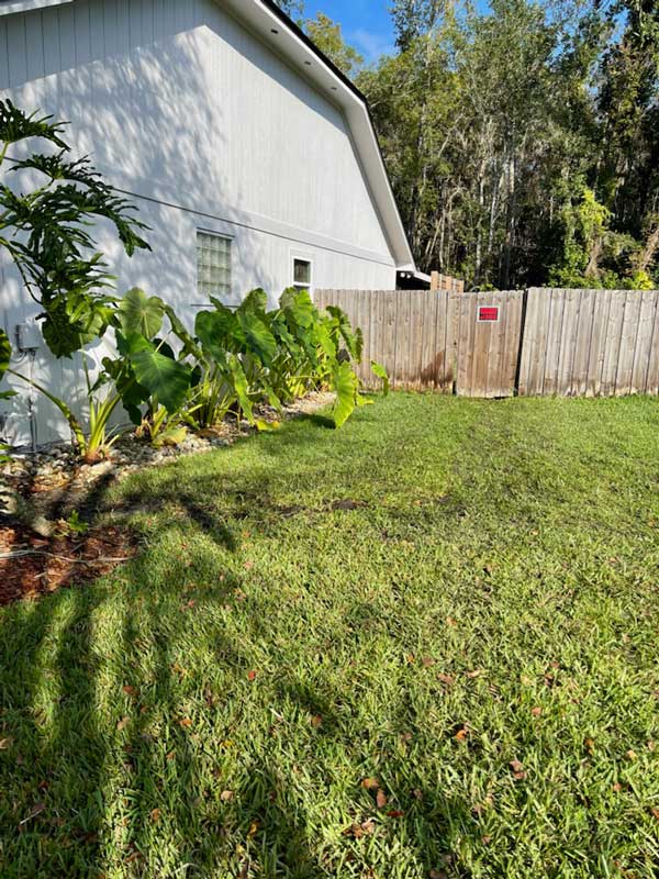 Backyard with sod replaced after French drain installation